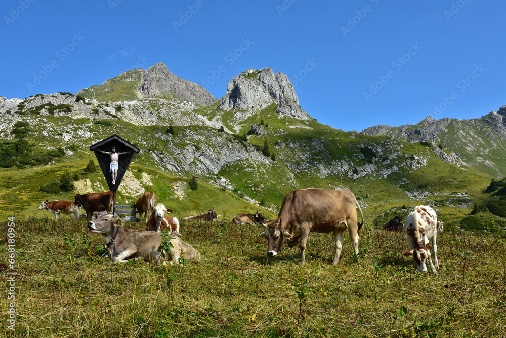 Weidende Rinder am Schadonapass bei der Hochkünzelspitze; Bregenzerwald; Vorarlberg; Österreich
