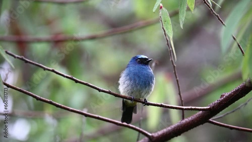 Nature wildlife footage of beautiful bird rufous vented paradise flycatcher found in Borneo. 4K resolution