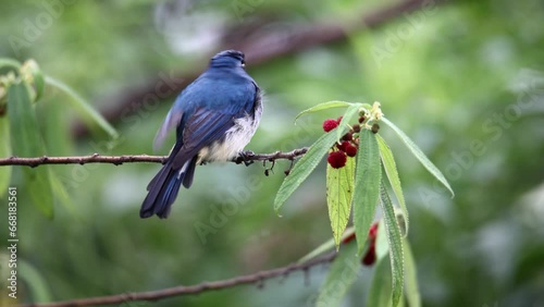 Nature wildlife footage of beautiful bird rufous vented paradise flycatcher found in Borneo. 4K resolution