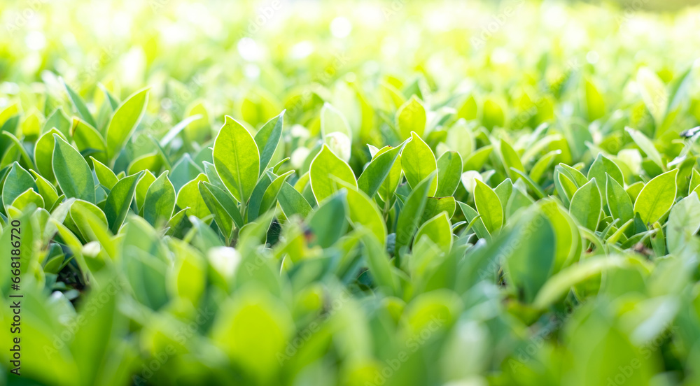 Fresh green trees named Korean leaf Banyan background. tree wall, tree leaf backdrop Fresh green trees named Korean leaf Banyan background. tree wall, tree leaf backdrop