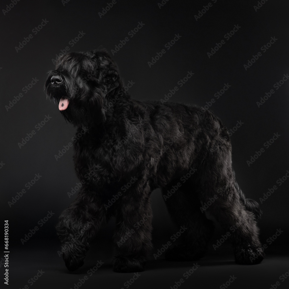 Big black dog in studio with open mouth. Russian black terrier in studio on dark background. High quality photo