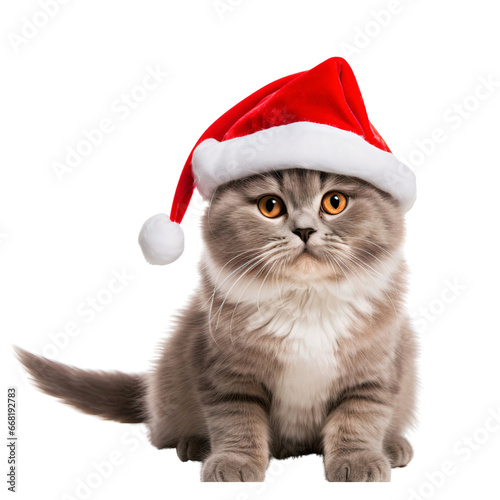 British tabby cat wearing santa hat sitting and looking at camera to celebrate christmas day on transparent background