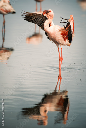 фотографія Wild lesser flamingo bird with open wing reflecting on clear water, Walvis Bay,