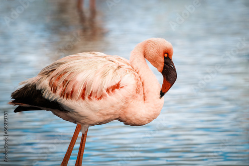 Принти на полотні Wild lesser flamingo bird reflecting on clear water, Walvis Bay, Namibia