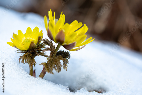 雪の中から顔をのぞかせるフクジュソウ9