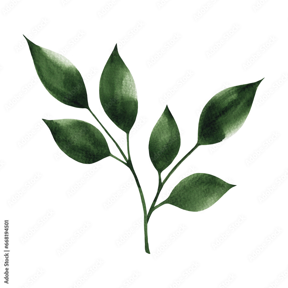 Green watercolor branch with leaves isolated on a white background. Single decorative botanical element. Hand drawn plant