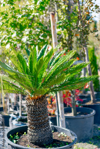 A large fan-shaped palm grows in large clay pot against a background of beautiful exotic flowers in the garden