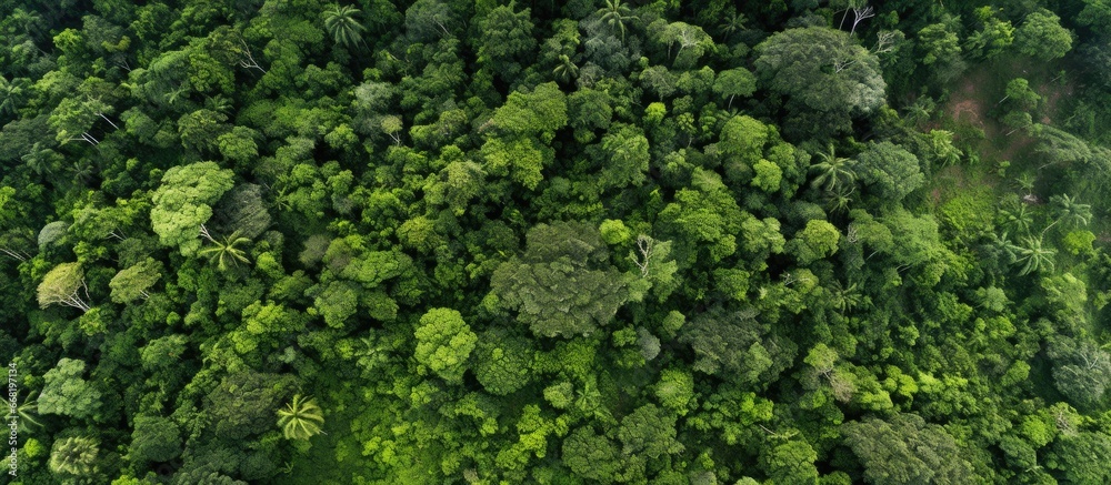Bird s eye view of deforested tropical forest square