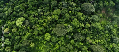Bird s eye view of deforested tropical forest square