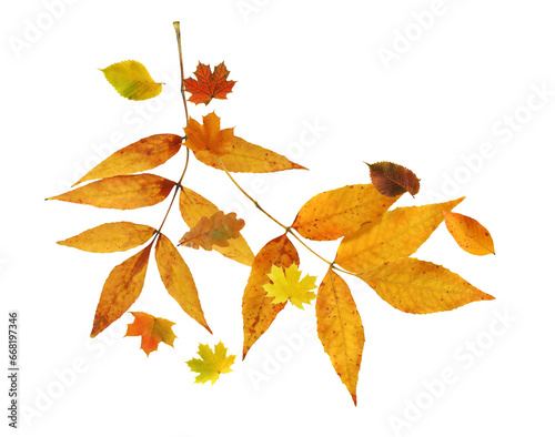 Leaf Fall