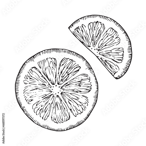 Lemon slice vector illustration. Hand drawn graphic clipart of lime on white isolated background. Linear drawing of orange. Outline sketch of citrus fruit. Black line art of chopped grapefruit