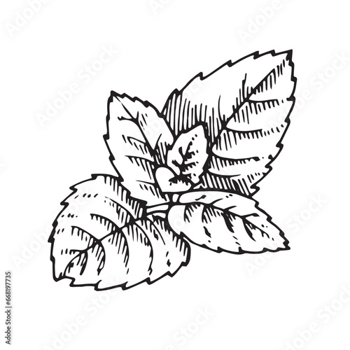 Mint leaf vector illustration. Hand drawn graphic clipart of Spearmint on white isolated background. Linear drawing of peppermint. Outline sketch of menthol. Black line art of lemon balm leaves