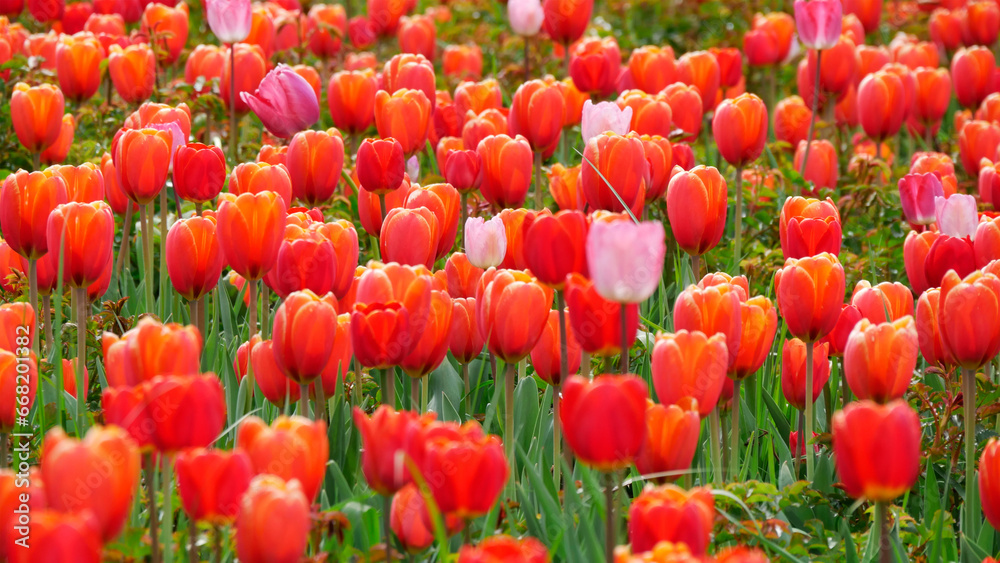 Fototapeta premium Red tulips. Flowers, nature, field