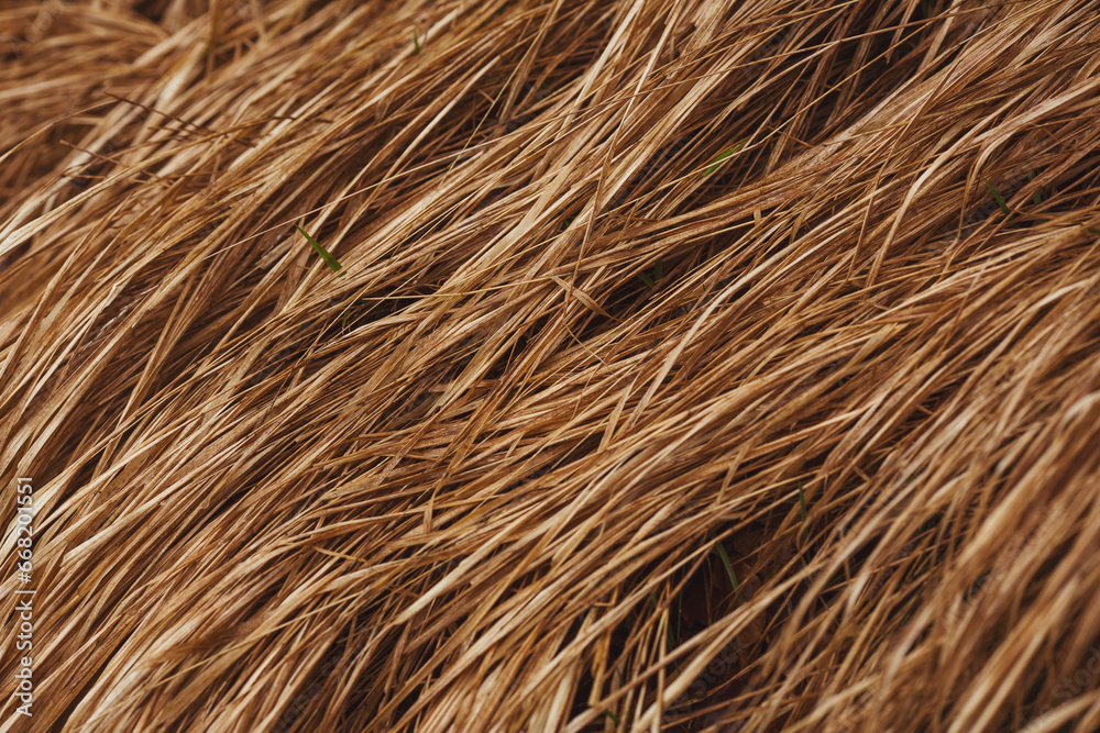 Abstract Background Textures. Dry Grass Background With A Lot Of Copy Space For Text. Abstract Nature Wallpaper. Abstract Background Textures. Dry Grass Background With A Lot Of Copy Space For Text. Abstract Nature Wallpaper.