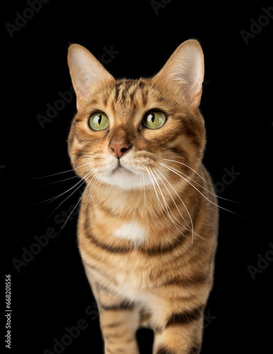 The face of a Bengal red cat against the background of a wall.