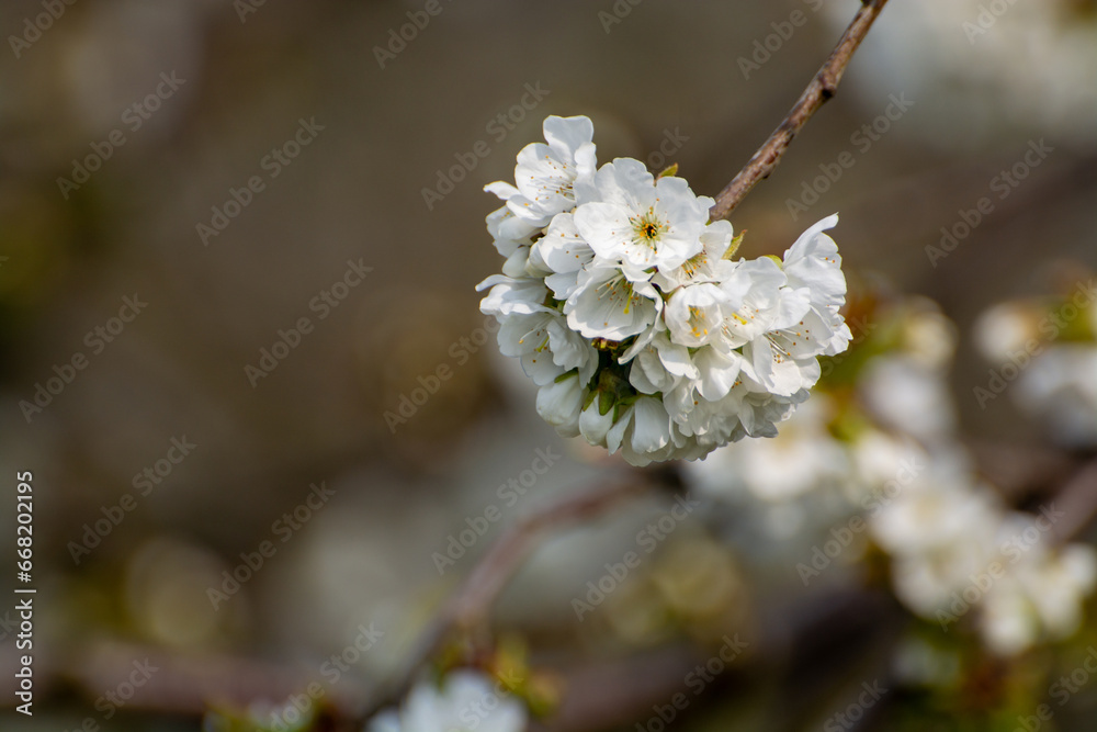 Spring white blossom of sweet cherry tree, orchard with fruit trees in Betuwe, Netherlands in april Spring white blossom of sweet cherry tree, orchard with fruit trees in Betuwe, Netherlands in april