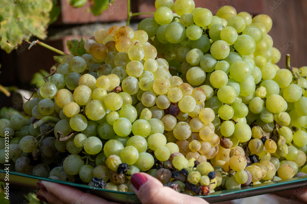 Wine making in Netherlands, ripe wine grape harvested on Dutch vineyards in Limburg, Gelderland, organic wine of Netherlands