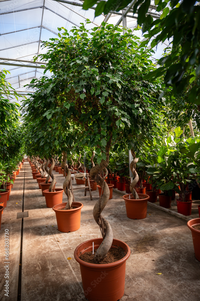 Fototapeta premium Cultivation of differenent green tropical and exotic indoor palms and evergreen plants in glasshouse in Westland, North Holland, Netherlands. Flora industry.