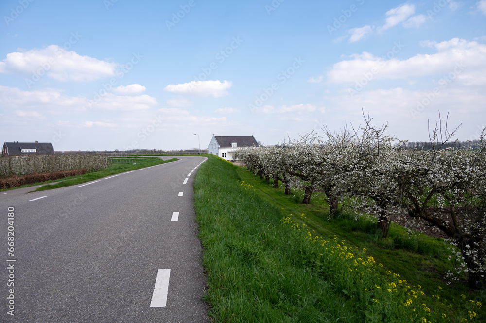 Driving in West Betuwe fruit region, spring white blossom of plum prunus tree, orchard with fruit trees in Betuwe, Netherlands in april