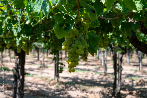 Wallpaper Mural Vineyard with growing white wine grapes in Lazio, Italy, chardonnay and malvasia grapes Torontodigital.ca