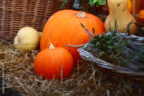 Pumpkin on a haystack. Rural motives.