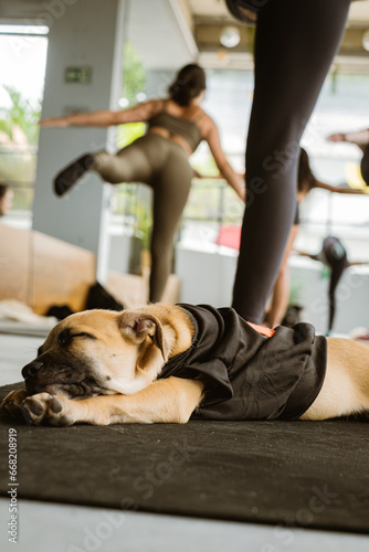 A peaceful pup naps on a yoga mat while women practice yoga in the background. A harmonious scene of serenit