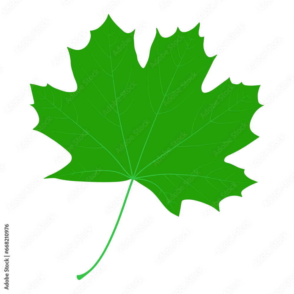 Green maple leaf on a white background. Norway maple. Palmately lobed leaf. Green maple leaf on a white background. Norway maple. Palmately lobed leaf.