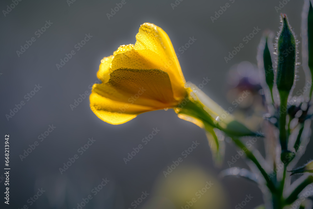 Yellow flowers of oenotherA in macro photography on a sunny,summer day in Podlasie. Yellow flowers of oenotherA in macro photography on a sunny,summer day in Podlasie.