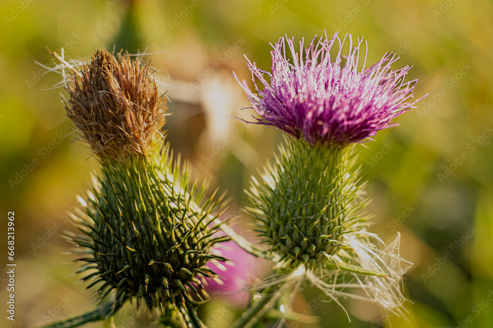 Purple flowers of cirsium vulgare in macro photography on a sunny,summer day in Podlasie. Purple flowers of cirsium vulgare in macro photography on a sunny,summer day in Podlasie.
