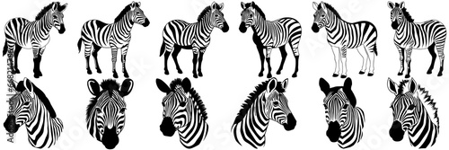 Zebra safari silhouettes set  large pack of vector silhouette design  isolated white background