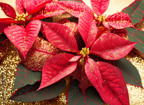 Poinsettia plant with golden glitter on the red leaves