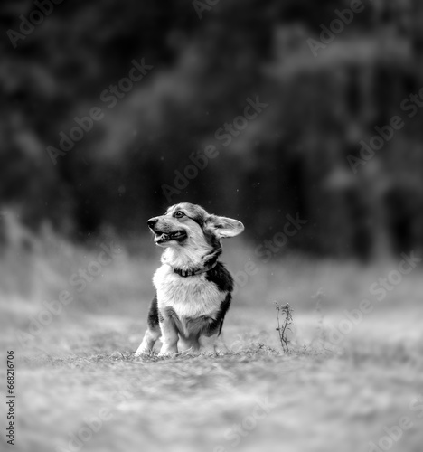 Welsh Corgi on a walk in the forest in autumn. Love and care for the Welsh Corgi. Problems breeding a Welsh Corgi.