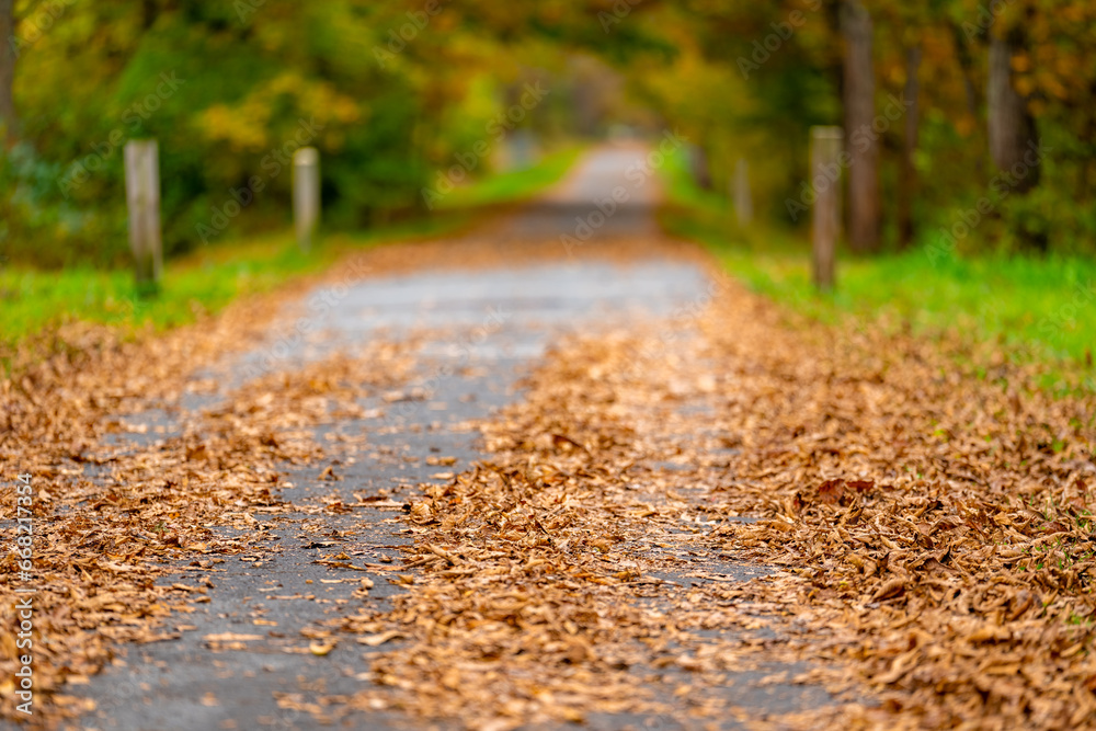 Fall, autumn, image of a long paved trail extending in the distance with orange leaves on the ground. Fall, autumn, image of a long paved trail extending in the distance with orange leaves on the ground.
