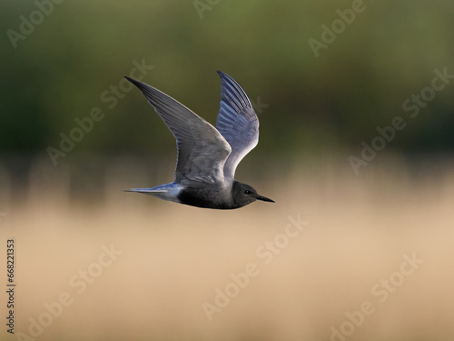 Black tern (Chlidonias niger) © dennisjacobsen