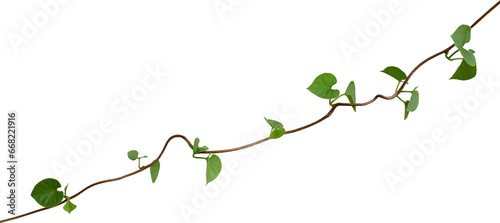 Vine plant, Branch creeper leaf green, Liana tropical nature.