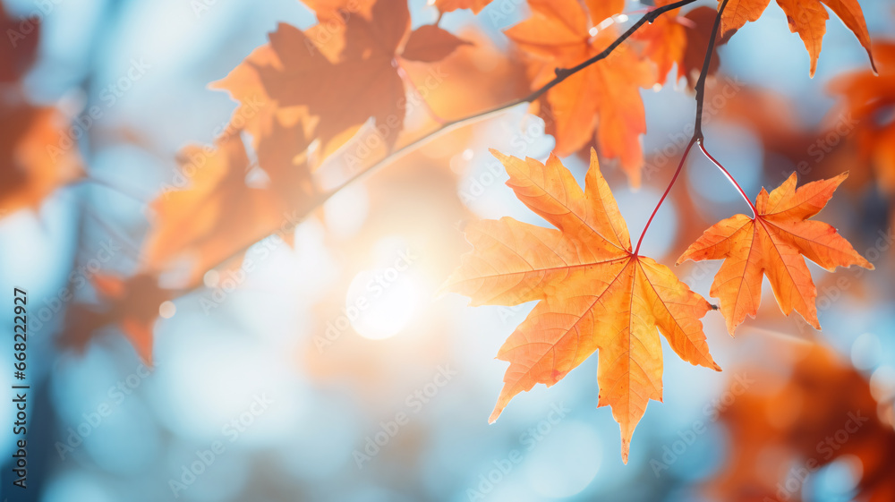 Fototapeta premium Beautiful maple leaves in autumn sunny day background