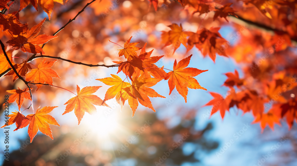 Beautiful maple leaves in autumn sunny day background Beautiful maple leaves in autumn sunny day background