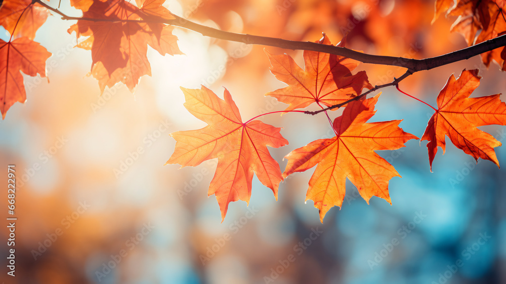 Beautiful maple leaves in autumn sunny day background