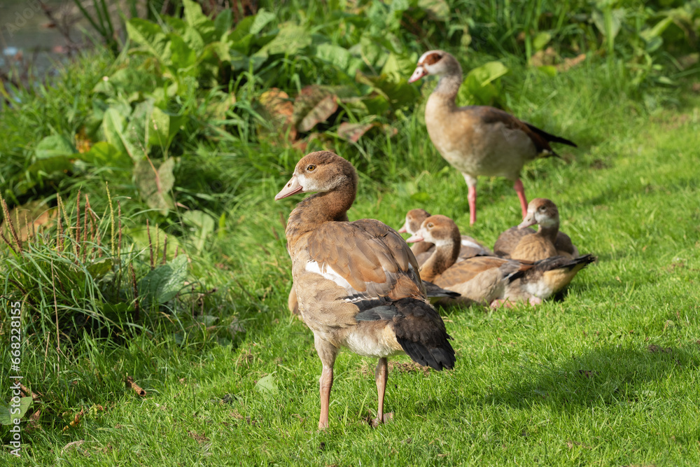 Portrait of a young Nile goose (Alopochen aegyptiaca) with his resting family in the background
