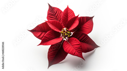 a Poinsettias flower isolated on white background.