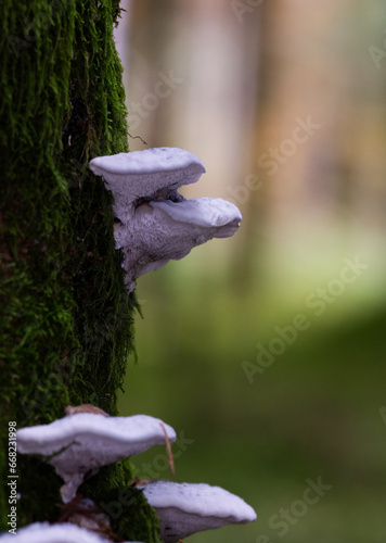 champignon qui pousse sur un tronc