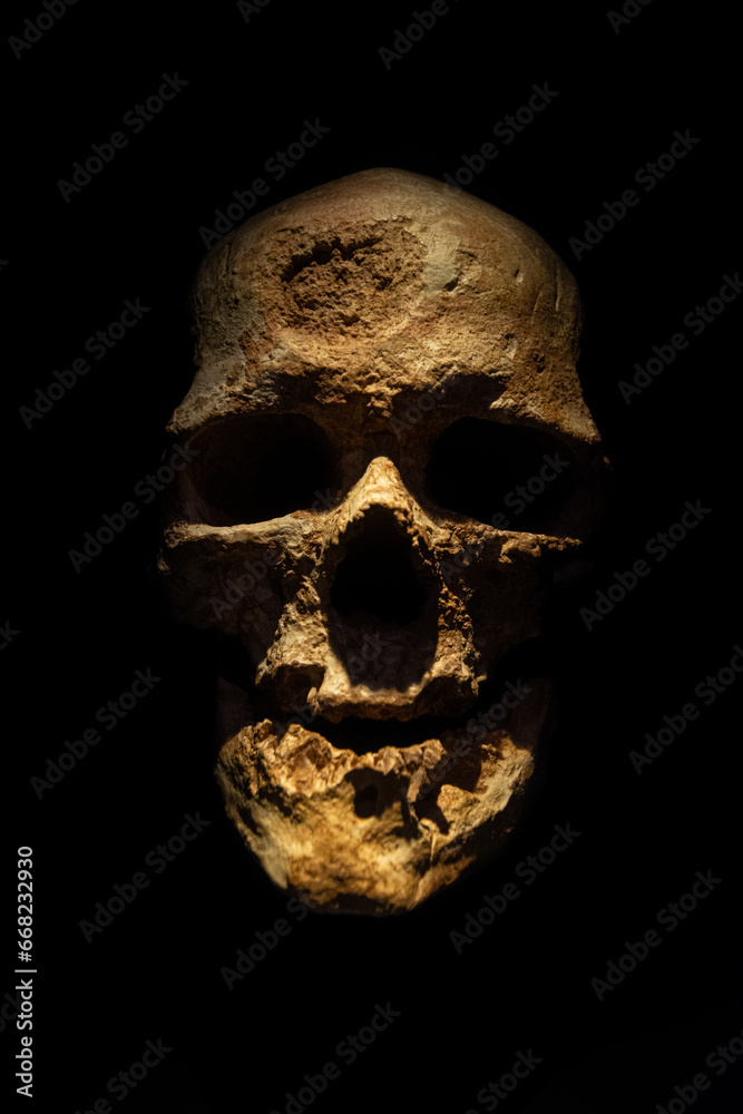 crâne de notre ancêtre - obrazy, fototapety, plakaty 