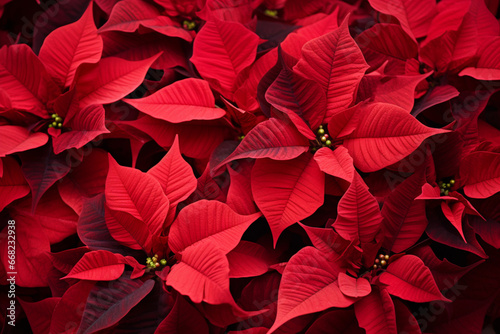  A bouquet of poinsettias their vibrant red petals