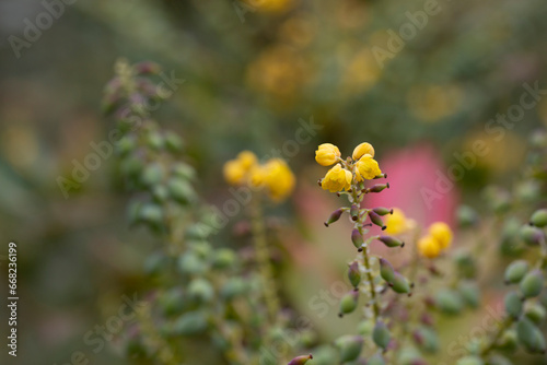 Yellow bright flowers of mahonia (Mah nia aquif lium). Shrub mahonia of barberry family in full bloom. photo