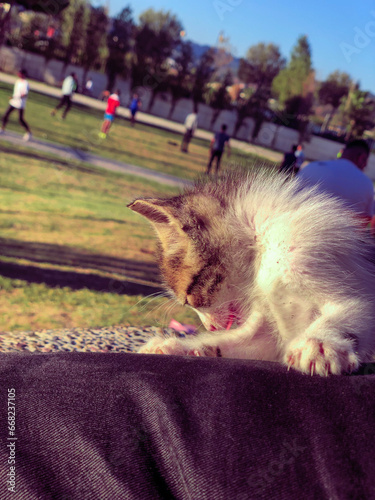 Fotografia Joyful romp and roll of playful kittens, capturing their boundless energy and ad