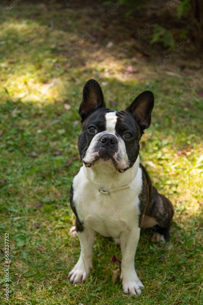 Beautiful purebred Boston Terrier posing in a garden. Boston Terrier waiting for treats. Portrait of cute awaiting black and white young male boston terrier dog