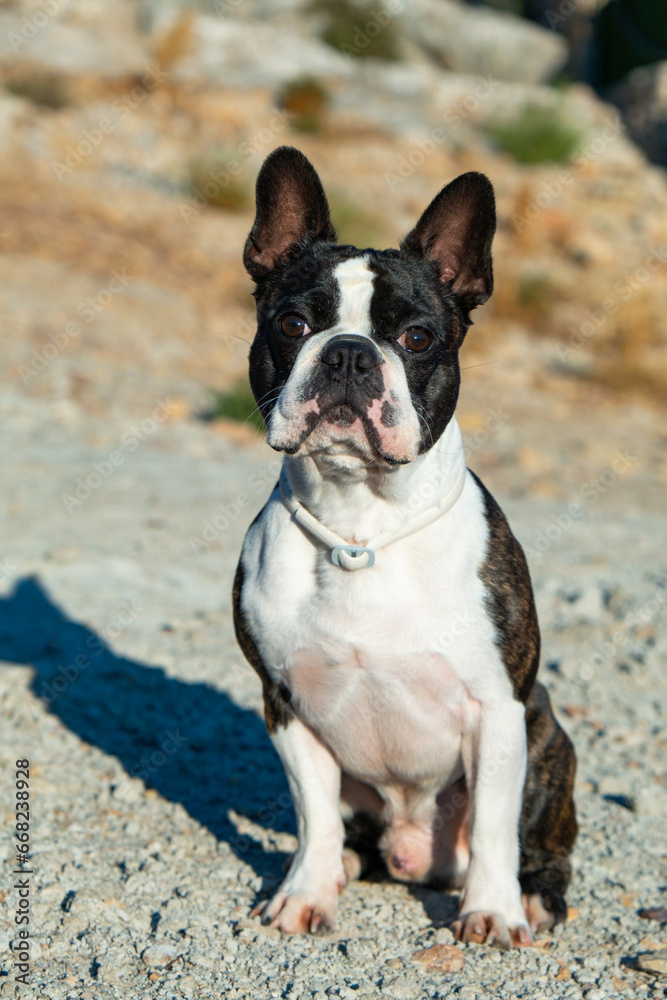 Boston Terrier waiting for treats.