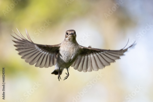 European pied flycatcher  © Risto