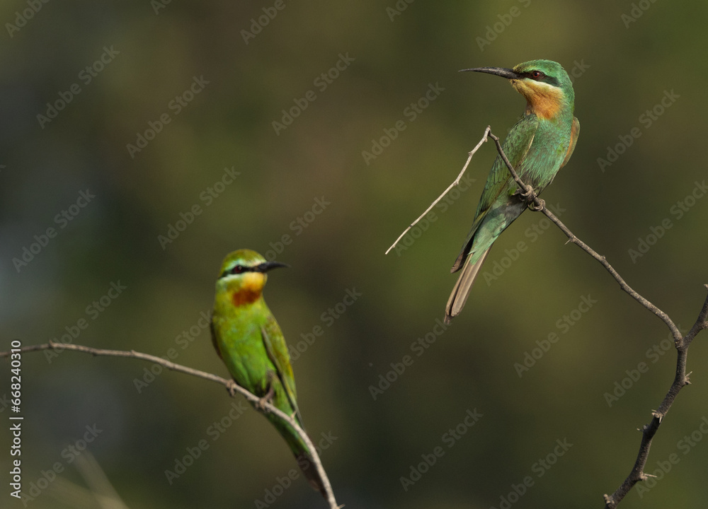 A pair of Blue-cheeked bee-eater perched on tree on green backdrop A pair of Blue-cheeked bee-eater perched on tree on green backdrop