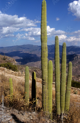 Carnegiea gigantea, Cactus géant, Méxique